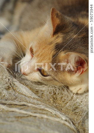 A stubborn kitten 59073944