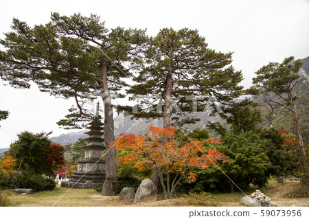 Seoraksan Mountain's Golden Pine and Maple Trees Seoraksan Mountain's Golden Pine and Maple Trees 59073956