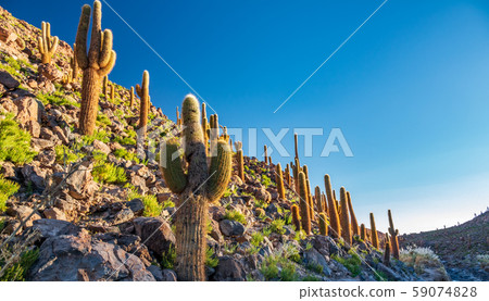 Los Flamencos National Reserve Guatin canyon with many huge cactus Los Flamencos National Reserve Guatin canyon with many huge cactus 59074828