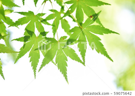 Beautiful maple leaves Beautiful maple leaves 59075642