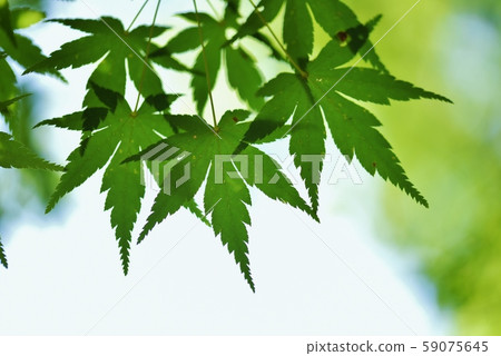 Beautiful maple leaves 59075645