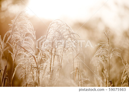 Frost and Susuki Frost and Susuki 59075983