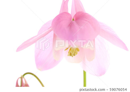 Miyama Odamaki Pink Flower White Background Miyama Odamaki Pink Flower White Background 59076054