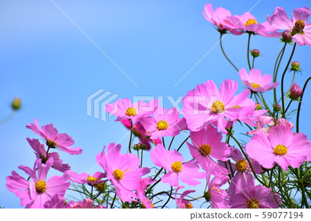 這秋天的天空下綻放波斯菊 59077194