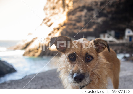 Portrait of puppy dog Pirate in the cave Poris de Candelaria Portrait of puppy dog Pirate in the cave Poris de Candelaria 59077390