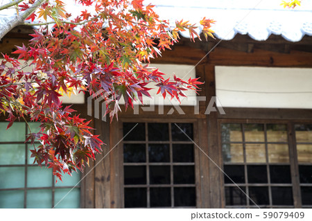 楓木的房子 59079409