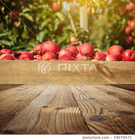 autumn apple orchard background 59079472