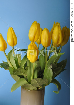 A bouquet of yellow tulips 59079619