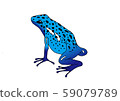藍蛙鈷箭蛙 59079789