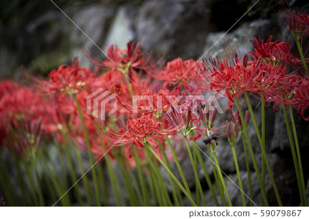 紅花桑花 紅花桑花 59079867