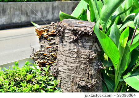 城市樹樁 城市樹樁 59080064