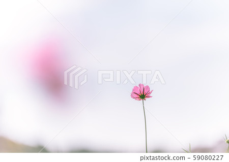 Fall cherry tree 59080227