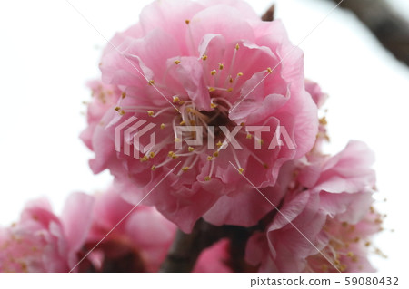 梅 梅 59080432