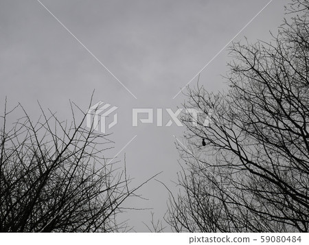 風行單色圖像 59080484