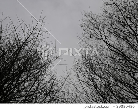 Fuyuki-monochrome image Fuyuki-monochrome image 59080486