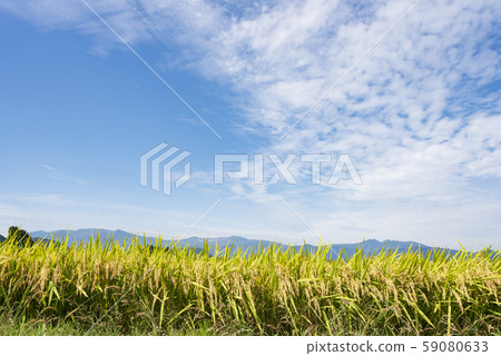 Rice paddy fields Zao mountain range, mountain range, Tohoku 59080633