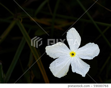 White flowers, yellow pollen, black background 59080768