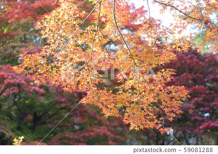 東北的紅葉 59081288