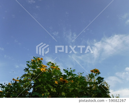 天空和鮮花 天空和鮮花 59082267