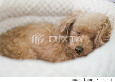 狗狗 狗狗 59082801