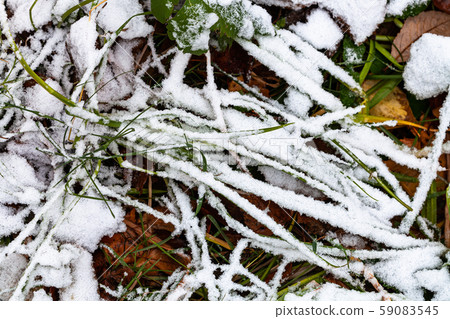 the first snow covers green grass on meadow the first snow covers green grass on meadow 59083545