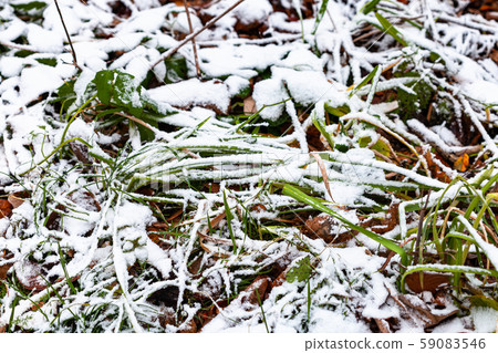 first snow covers lawn with green grass and leaves 59083546