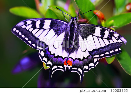 Swallowtail butterfly in flowers, Papilio machaon Swallowtail butterfly in flowers, Papilio machaon 59083565
