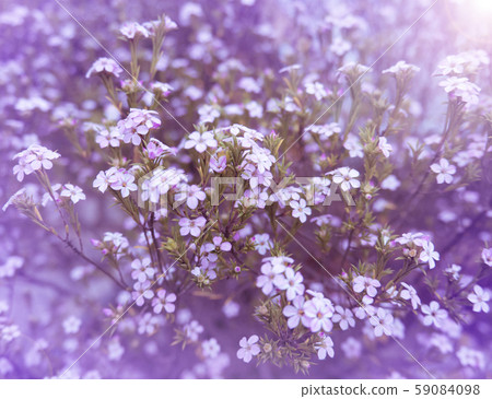 Pink diosma flowers blurred background Pink diosma flowers blurred background 59084098