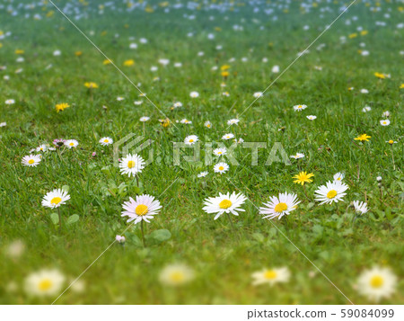 Green grass lawn with daisy and dandelion flowers Green grass lawn with daisy and dandelion flowers 59084099