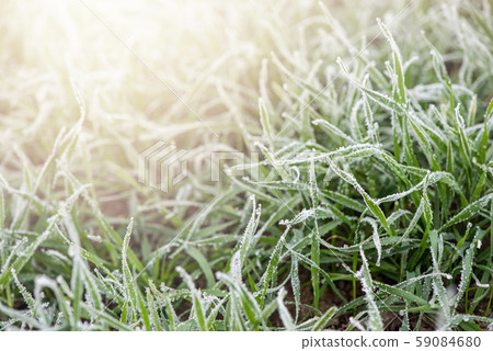 Hoarfrost on grass. Dawn. Soft sunlight awakens the earth. Beauty of nature, morning time Hoarfrost on grass. Dawn. Soft sunlight awakens the earth. Beauty of nature, morning time 59084680