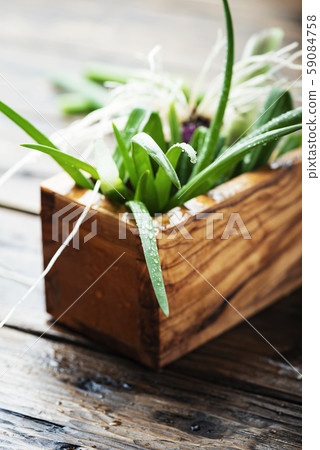 Fresh spring green onion Fresh spring green onion 59084758