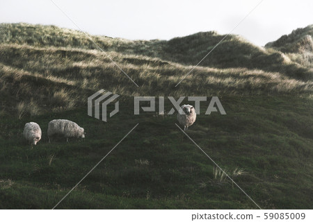 Dunes with green moss and high grass and sheep on 59085009