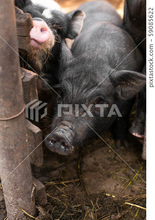 Pigs family in pigsty, look into camera. dirty and Pigs family in pigsty, look into camera. dirty and 59085622
