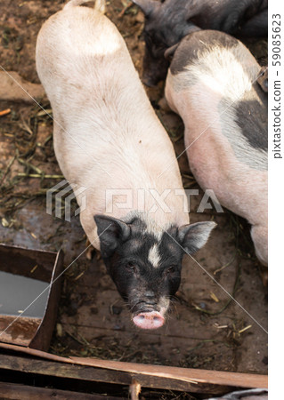 Pigs family in pigsty, look into camera. dirty and Pigs family in pigsty, look into camera. dirty and 59085623