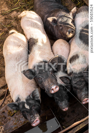 Pigs family in pigsty, look into camera. dirty and Pigs family in pigsty, look into camera. dirty and 59085624