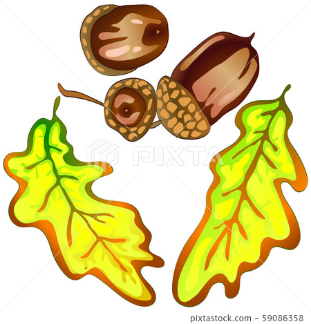 Vector autumn yellow oak leaves. Leaf plant botanical garden floral foliage. Isolated illustration Vector autumn yellow oak leaves. Leaf plant botanical garden floral foliage. Isolated illustration 59086358