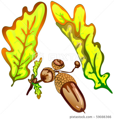 Vector autumn yellow oak leaves. Leaf plant botanical garden floral foliage. Isolated illustration Vector autumn yellow oak leaves. Leaf plant botanical garden floral foliage. Isolated illustration 59086366
