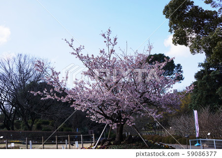 Tamanawa-zakura'櫻花 59086377
