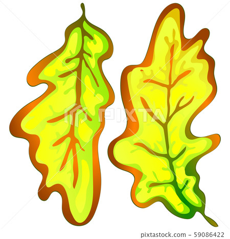 Vector autumn yellow oak leaves. Leaf plant botanical garden floral foliage. Isolated illustration 59086422