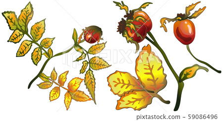 Vector autumn yellow rose hip leaves and plant. Vector autumn yellow rose hip leaves and plant. 59086496