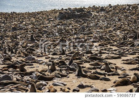 Cape Cross Seal Colony - Namibia - Africa 59086737