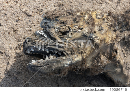 Carcass of a dead fur seal - Cape Cross - Namibia 59086746