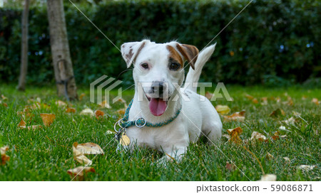 Jack Russell Terrier, Outdoors close up portrait. 59086871