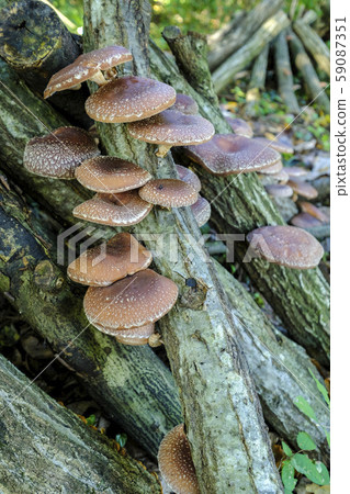 Log shiitake cultivation (vertical) Log shiitake cultivation (vertical) 59087351