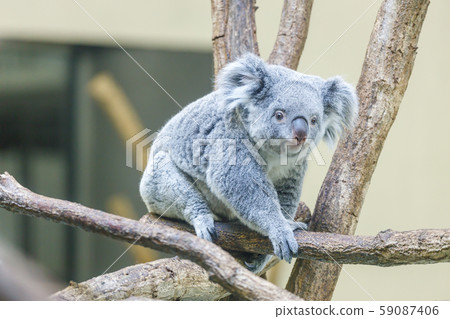 多摩動物園考拉 59087406