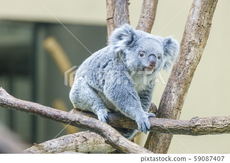 Tama Zoo Koala 59087407