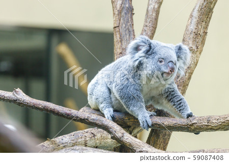 Tama Zoo Koala 59087408