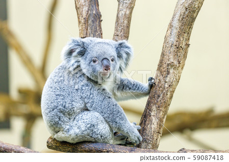 Tama Zoo Koala 59087418