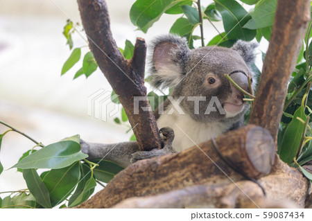 Tama Zoo Koala 59087434
