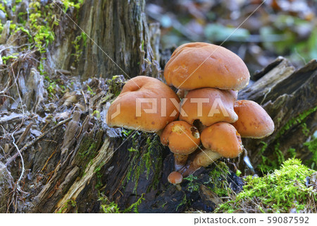 磚紅Hypholoma 磚紅Hypholoma 59087592